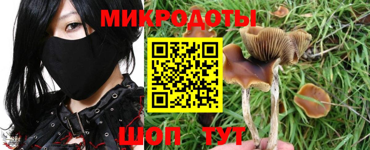 Псилоцибиновые грибы Psilocybe Свободный